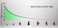 干细胞的平价替代NAD+，帮助自身干