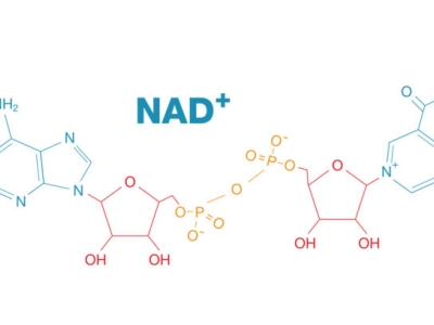 探索NAD：细胞能量的关键