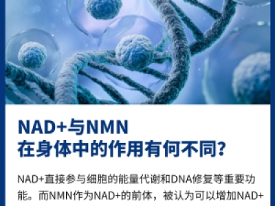 NAD+与NMN在身体中的作用有何不同?