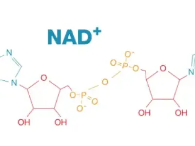 为什么越来越多人在做NAD⁺点滴?