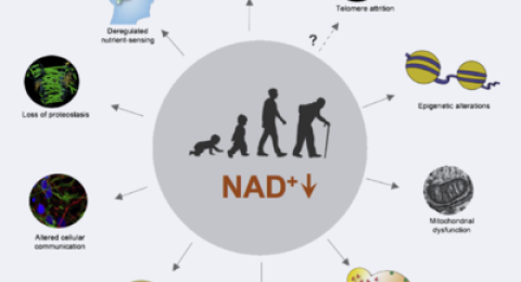 NAD⁺ϸеת