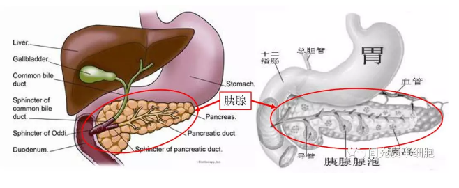 间充质干细胞是重症胰腺炎患者的新选择