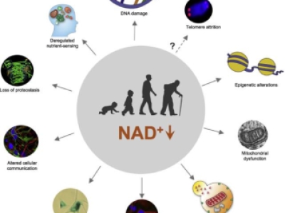 NAD+，为什么科研圈都在讨论它？