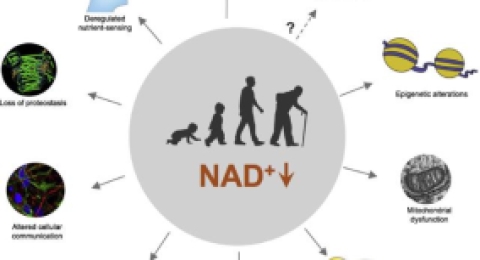 NAD+，为什么科研圈都在讨论它？
